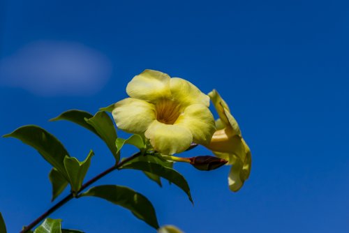 Allamanda Yellow