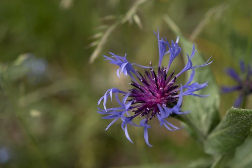 Centauréa Montana, dite 